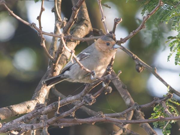 <h3><a href="/trips/tanzania/biota/animalia/chordata/aves/040 passeriformes/069 paridae/melaniparus fringillinus/melaniparus fringillinus-nl.html">Melaniparus&nbsp;fringillinus</a> / Red‑throated&nbsp;tit / Roodkeelmees</h3>OM-1 Mark II met OLYMPUS M.150-400mm F4.5, 1/1000 sec  bij F5.0, ISO 10000, afstand 19.2&nbsp;m